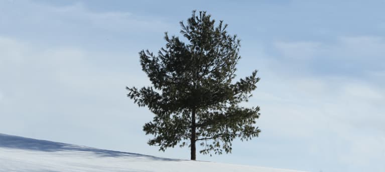 Liberty Trees and the Tree of Peace