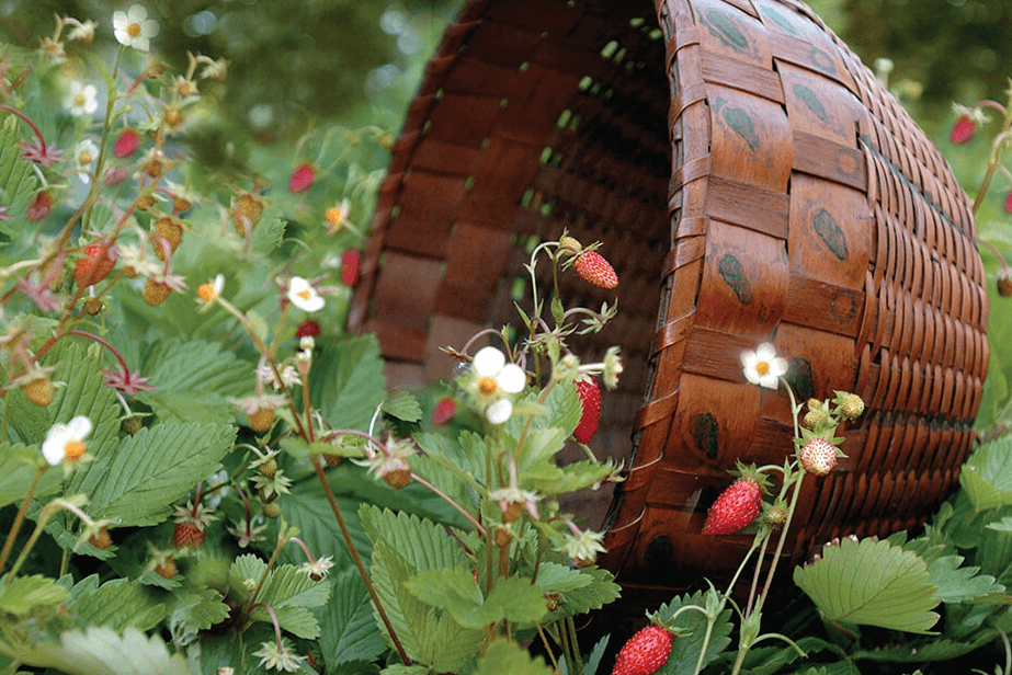 Celebration of the Strawberry