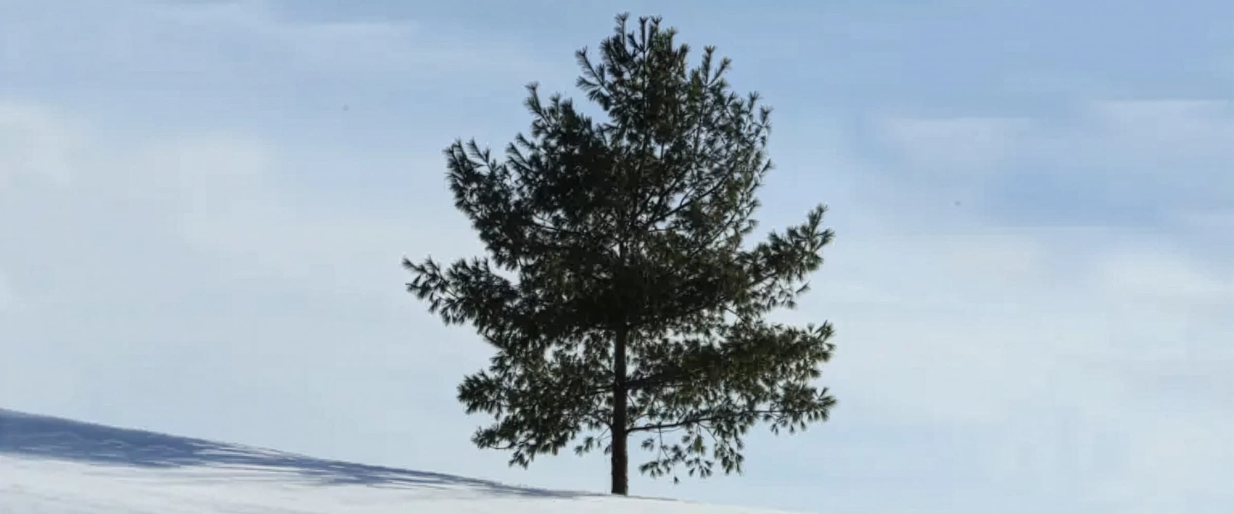 Liberty Trees and the Tree of Peace