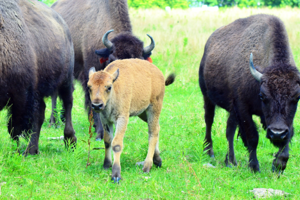 Field Trips Bring Elders to Market and Buffalo Farm – Oneida Indian Nation